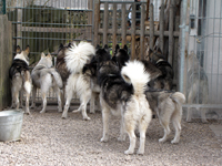 Huskies Erleben